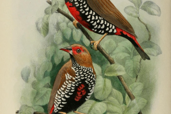 Painted Finch