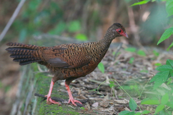 Painted Spurfowl