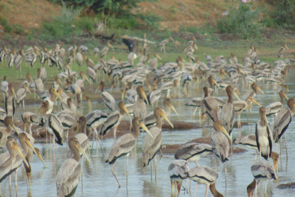 Painted Stork
