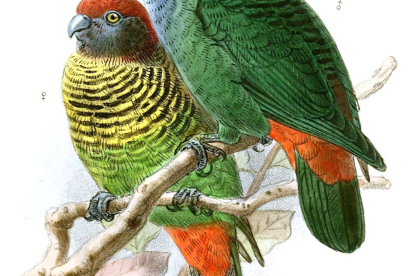 Painted Tiger Parrot