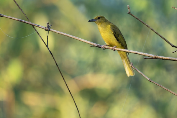 Palau Bush Warbler
