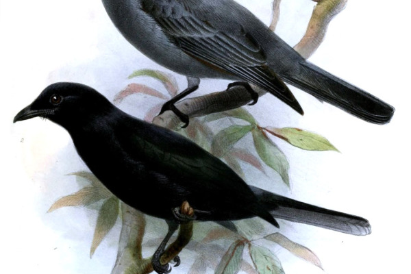 Palau Fantail
