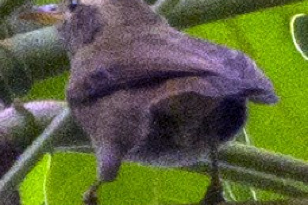 Palau Megapode