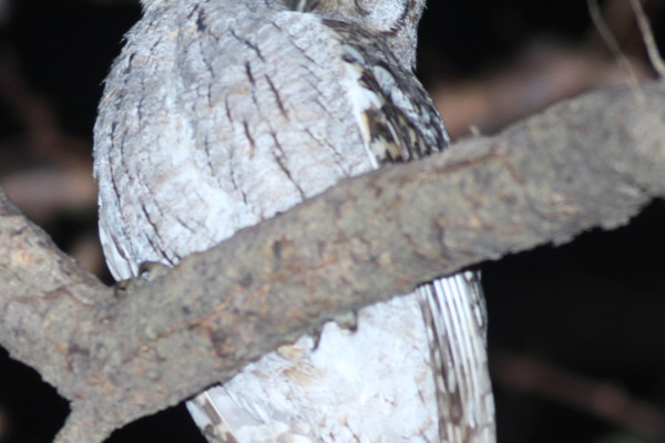 Palau Owl