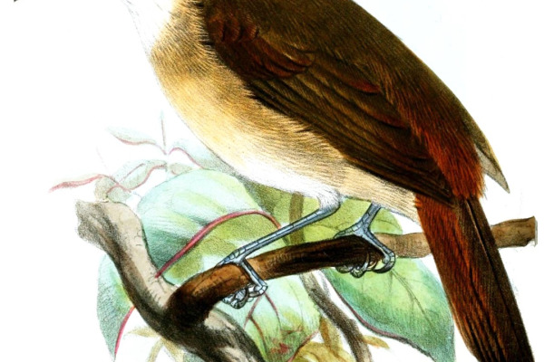 Palawan Flycatcher