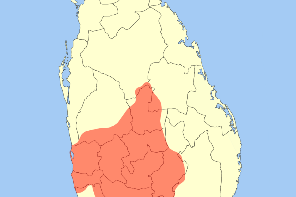 Palawan Hill Myna