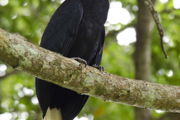 Palawan Hornbill