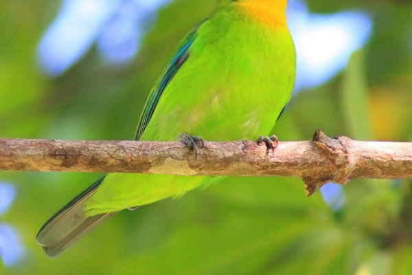 Palawan Leafbird