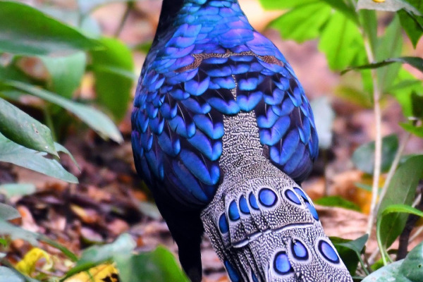 Palawan peacock-pheasant