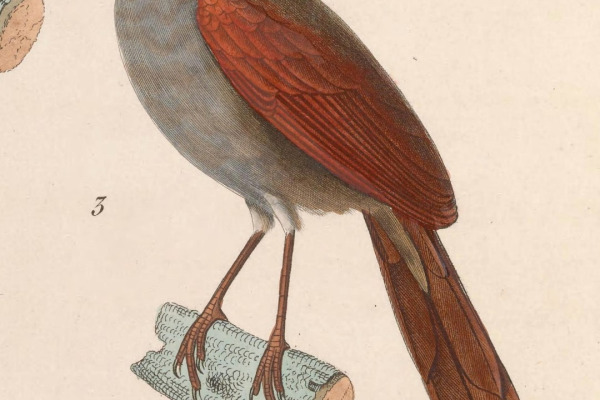 Pale-breasted Spinetail