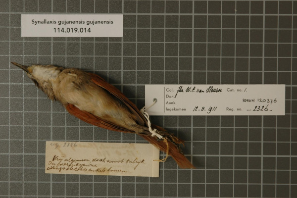 Pale-breasted Spinetail