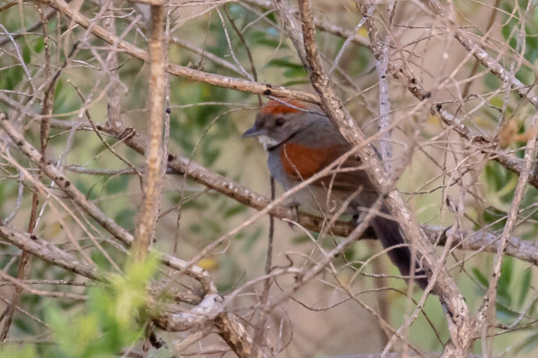Pale-breasted Spinetail