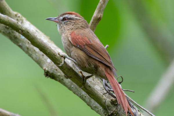 Pale-browed Treehunter