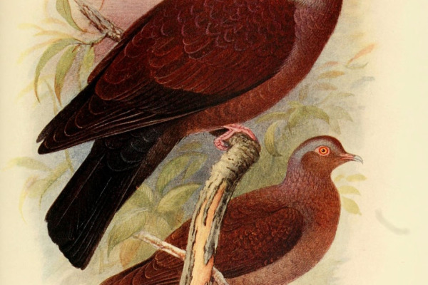 Pale-capped Pigeon