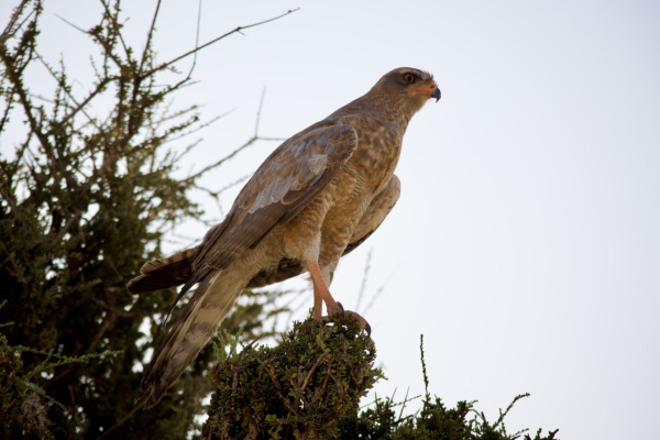 Pale Chanting Goshawk