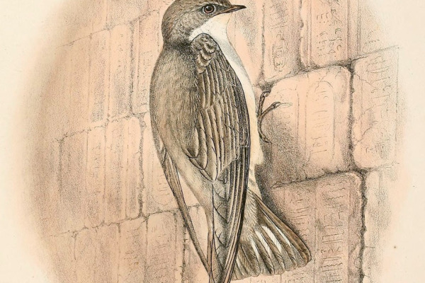 Pale Crag Martin