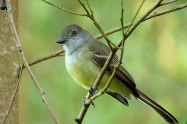 Pale-edged Flycatcher