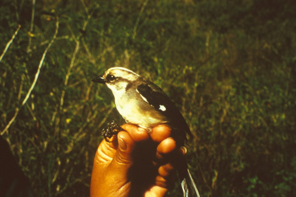 Pale-headed Brush Finch