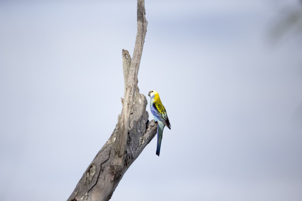 Pale-headed Rosella