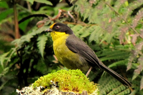Pale-naped Brush Finch