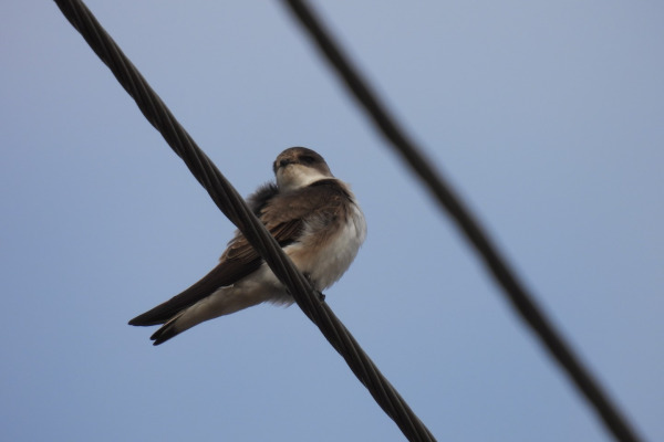 Pale Sand Martin