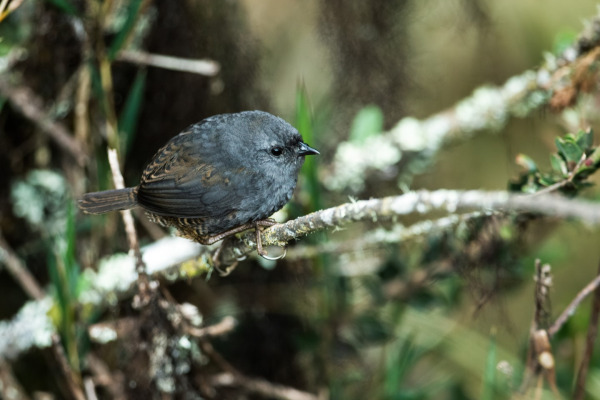 Pale-throated tapaculo