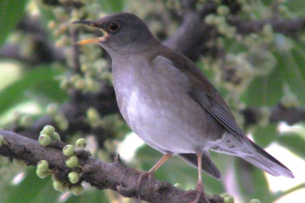 Pale Thrush