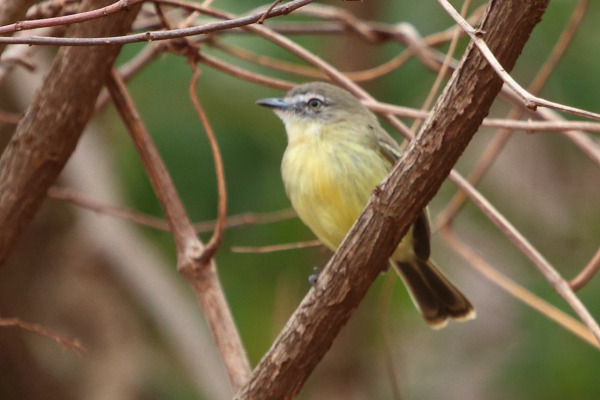 Pale-tipped Inezia