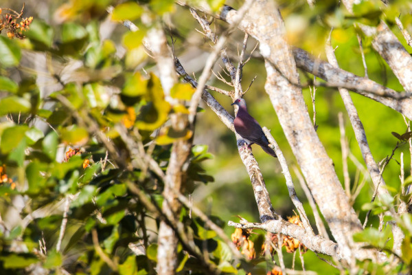 Pale-vented Pigeon