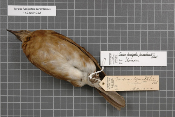 Pale-vented Thrush