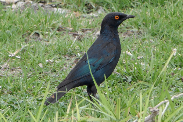 Pale-winged Starling