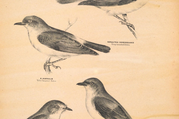 Pale-yellow Robin