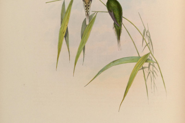 Palerider Hermit