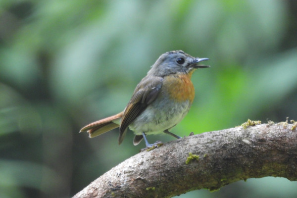 Palid Blue Flycatcher