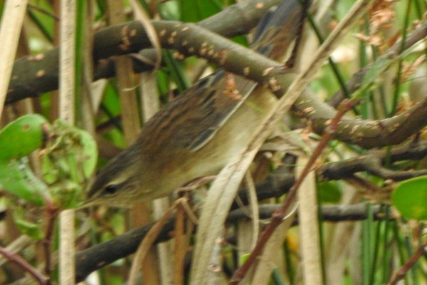Pallas's Grasshopper Warbler
