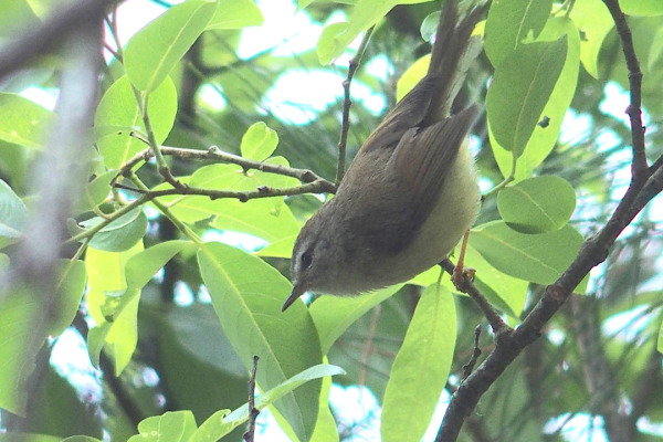 Pallas's Grasshopper Warbler