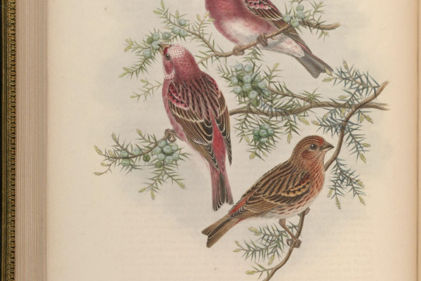 Pallas's Rosefinch