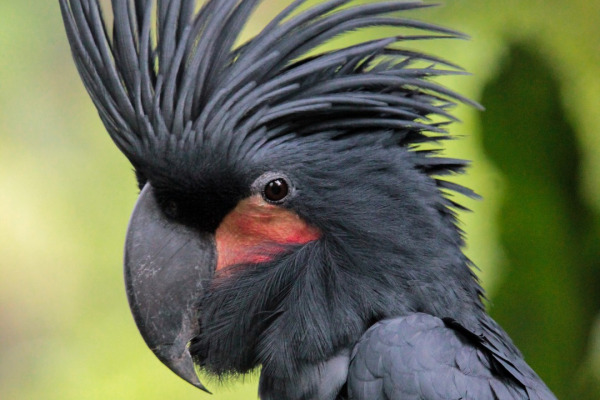 Palm Cockatoo