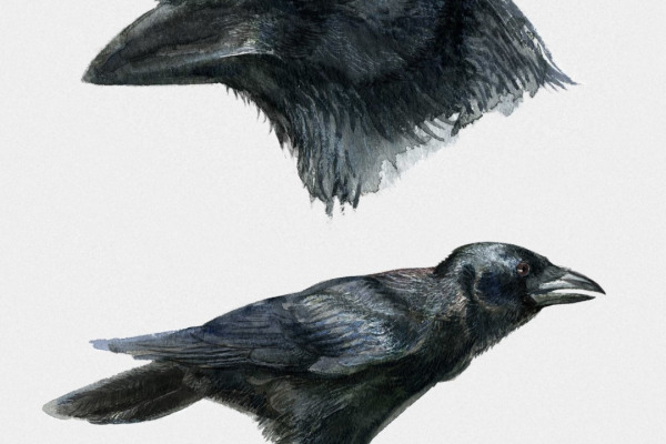 Palm Crow