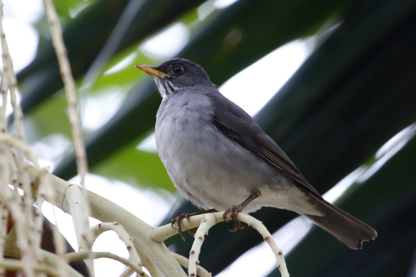 Palm Thrush