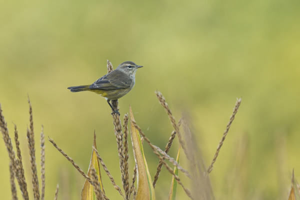 Palm Warbler