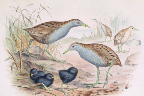 Palmer's Rail