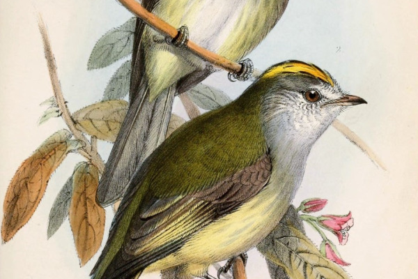 Paltry Tyrannulet