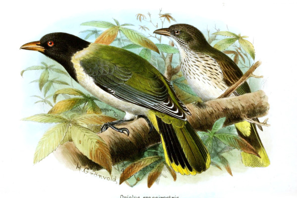 Papuan Black Oriole