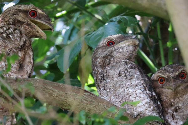 Papuan Frogmouth