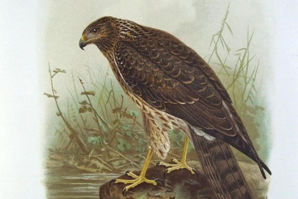 Papuan Harrier