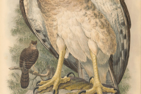 Papuan Harrier
