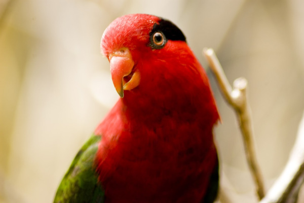 Papuan Lorikeet