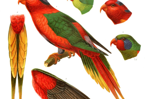 Papuan Lorikeet