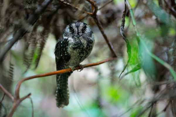 Papuan Owlet-nightjar